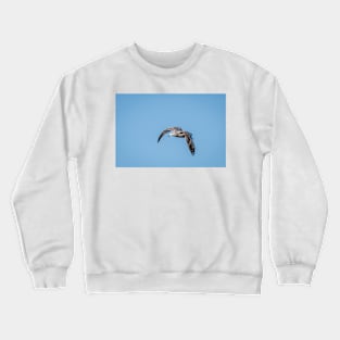 Graceful Flight of a Herring Gull by Debra Martz Crewneck Sweatshirt